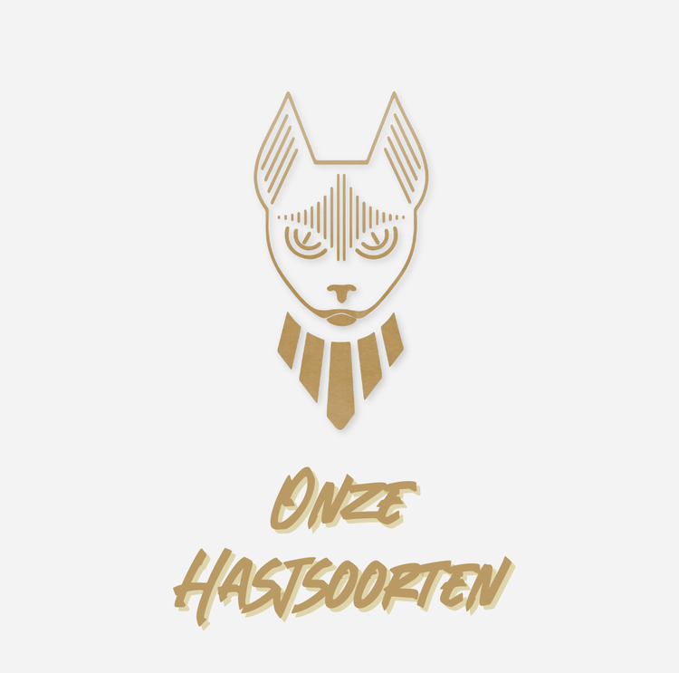 Hasjsoorten | Indica, Sativa en Hybriden